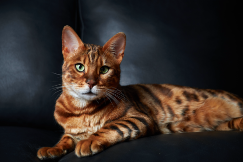 Gato Bengal 