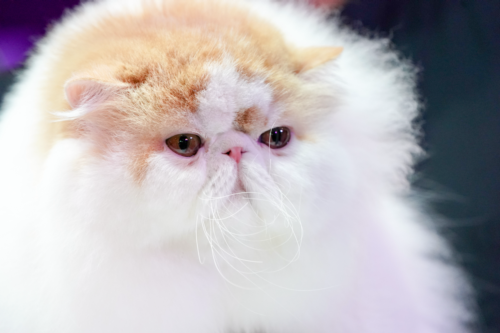 Gato Persa