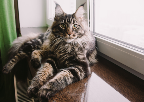 Gato Maine Coon