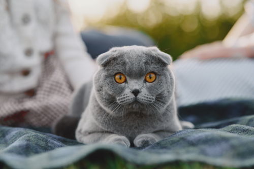 Gato Scottish Fold