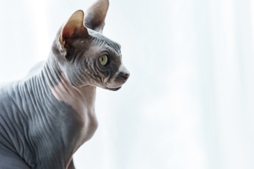 Gato Sphynx