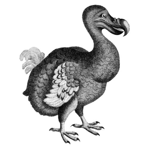 Dodo