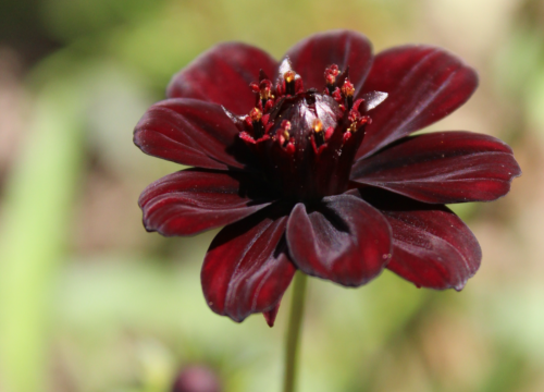 Cosmos chocolate