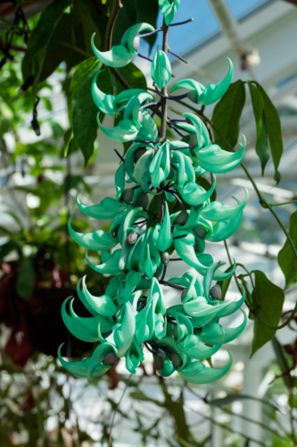 Flor de Jade